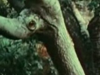 Młoda dziewczyna fucked przez Bigfoot
